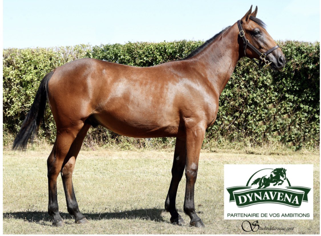 CCCrepin's tweet image. Nouvelle acquisition pour #antoinegriezmann.95.000€ pour ce beau yearling Judicious Winner #trot #arqanatrot #ventes