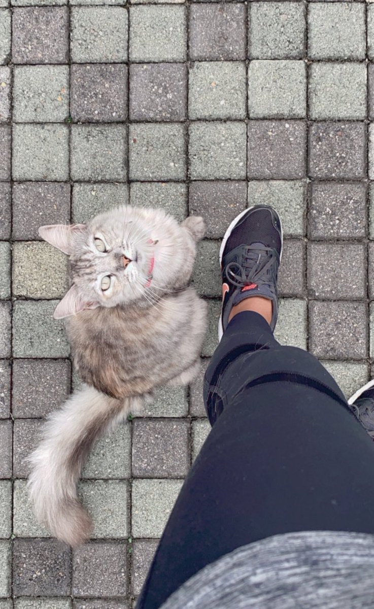 unatalandie's tweet photo. Salir a hacer ejercicio y que esta belleza de gatita me salude siempre, es parte de mis alegrías del día ♥️ #LaVader #DarthVader https://t.co/k0zukQqrKd