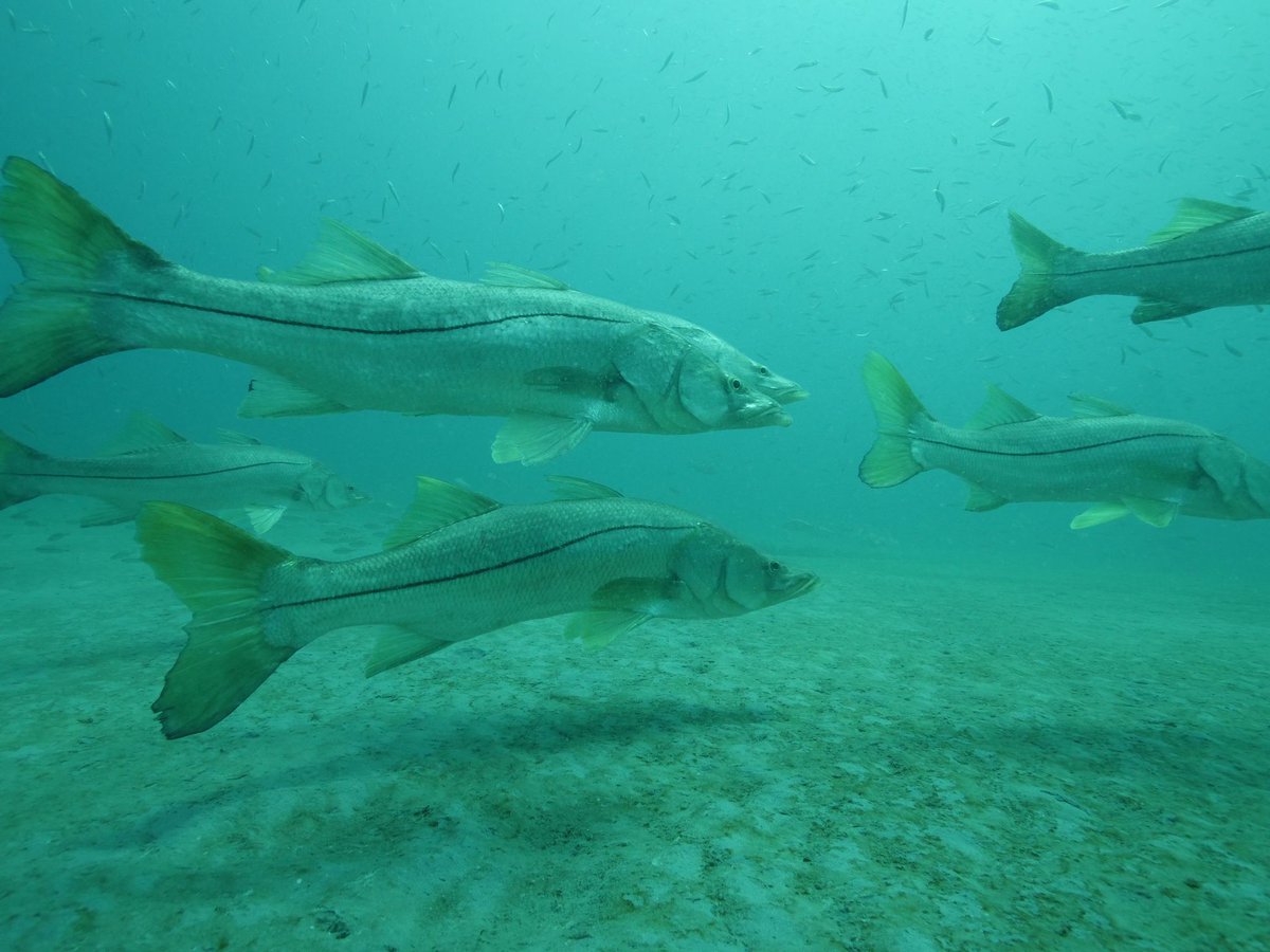 DiscoverMartin's tweet photo. September 1st can only mean one thing - the opening day of #snook season!
Visit our site to learn how you can #FishLikeALocal in Martin County: https://t.co/fStAHOEoBe
Photos by Brett Henninger https://t.co/WQe4GD0Fo4
