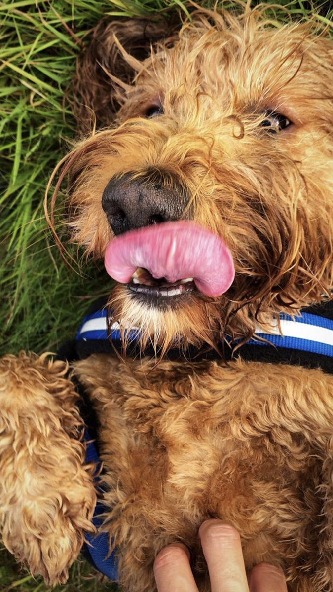 EleanorsNews's tweet photo. 📷 | Eleanor’s Instagram story 🐶 https://t.co/aSmpWeKqzX