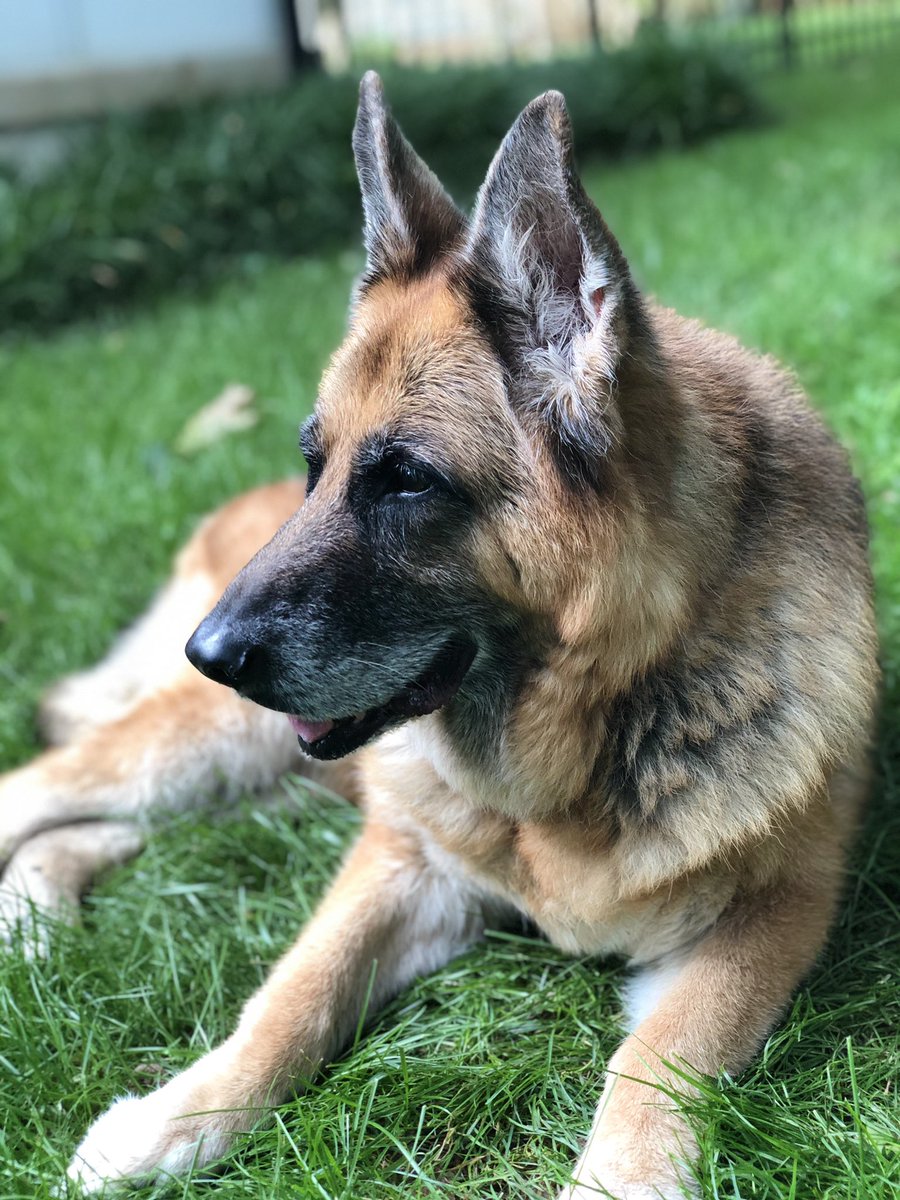 SenAdamSchiff's tweet image. Last week, our family said goodbye to our beloved dog Mia after 13 and a half joyful years.

These past few months, we were lucky to get so much quality time with Mia at home.

For those of you with furry friends in your family, I hope you can cherish the extra time with them.