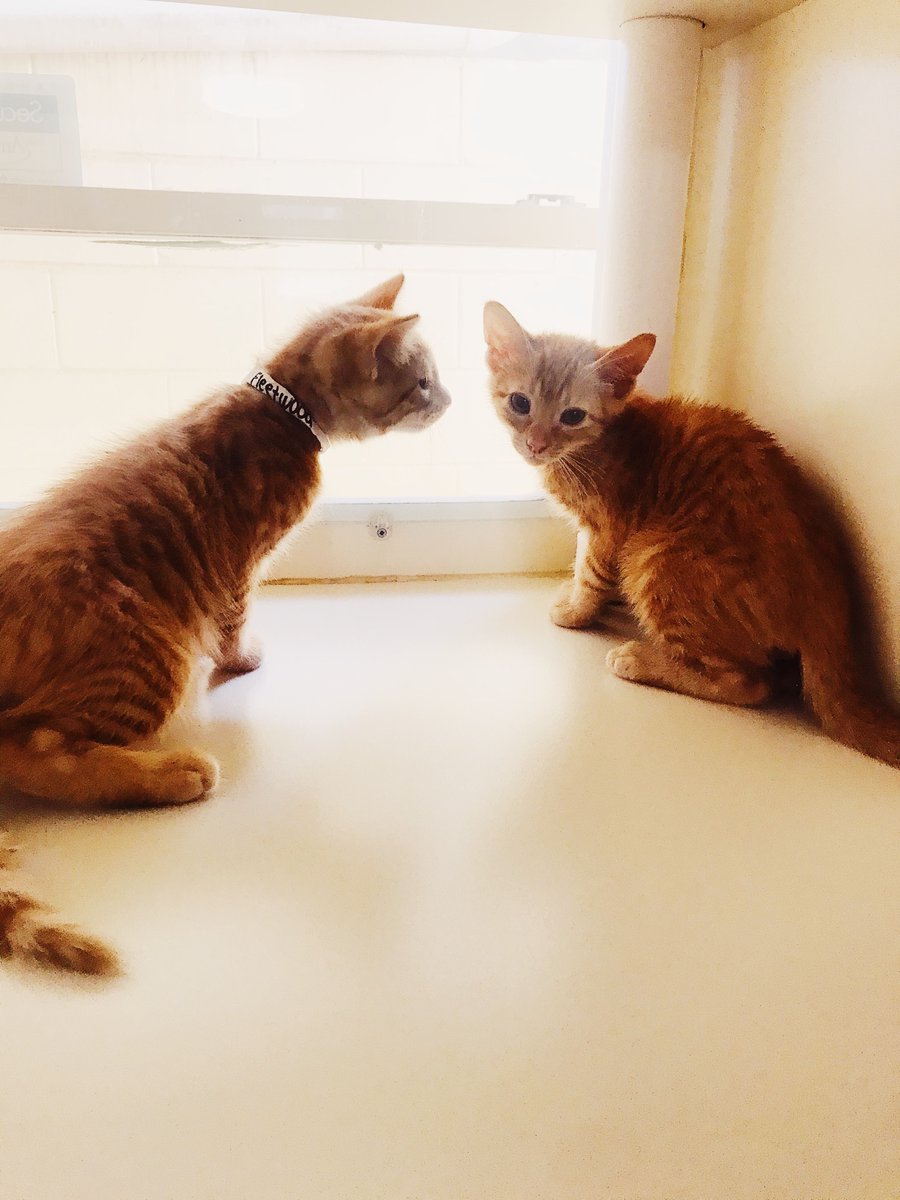 HSGSav's tweet image. It’s Ginger Cat Appreciation Day! Meet Fleetwood and Mac... Players only love you when their playin’ and women, they will come and they will go, but these two kitties will never leave your side. 💕
