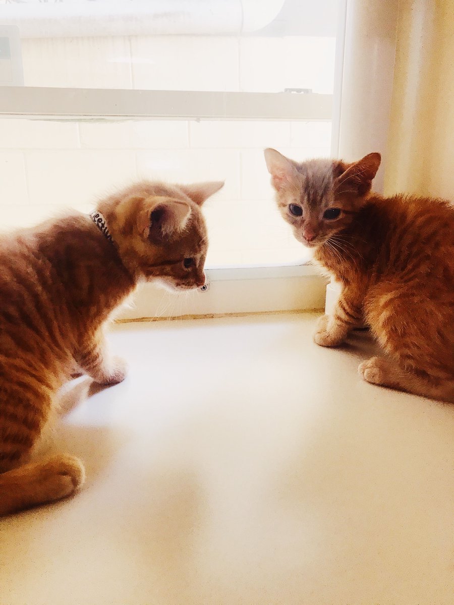 HSGSav's tweet image. It’s Ginger Cat Appreciation Day! Meet Fleetwood and Mac... Players only love you when their playin’ and women, they will come and they will go, but these two kitties will never leave your side. 💕