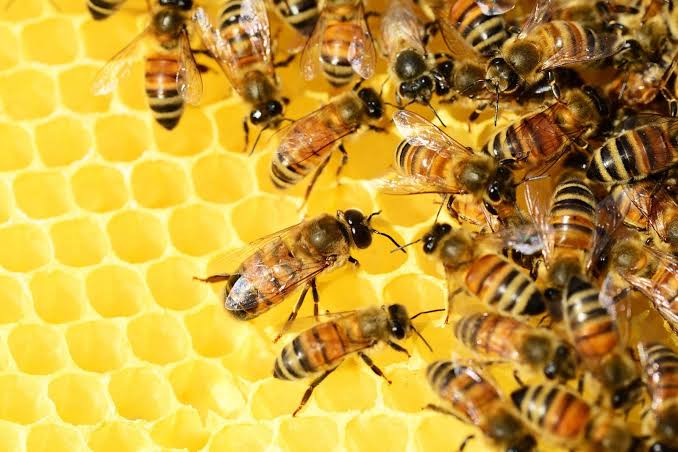 For starters, Honey is a thick, rich, sweet, syrupy substance that bees make as food from the Nectar of Flowers & store in Honey CombsWe know for sure that there are lots of fake Honey out there.Infact, I saw a study recently that showed Honey as world's 3rd most faked Food
