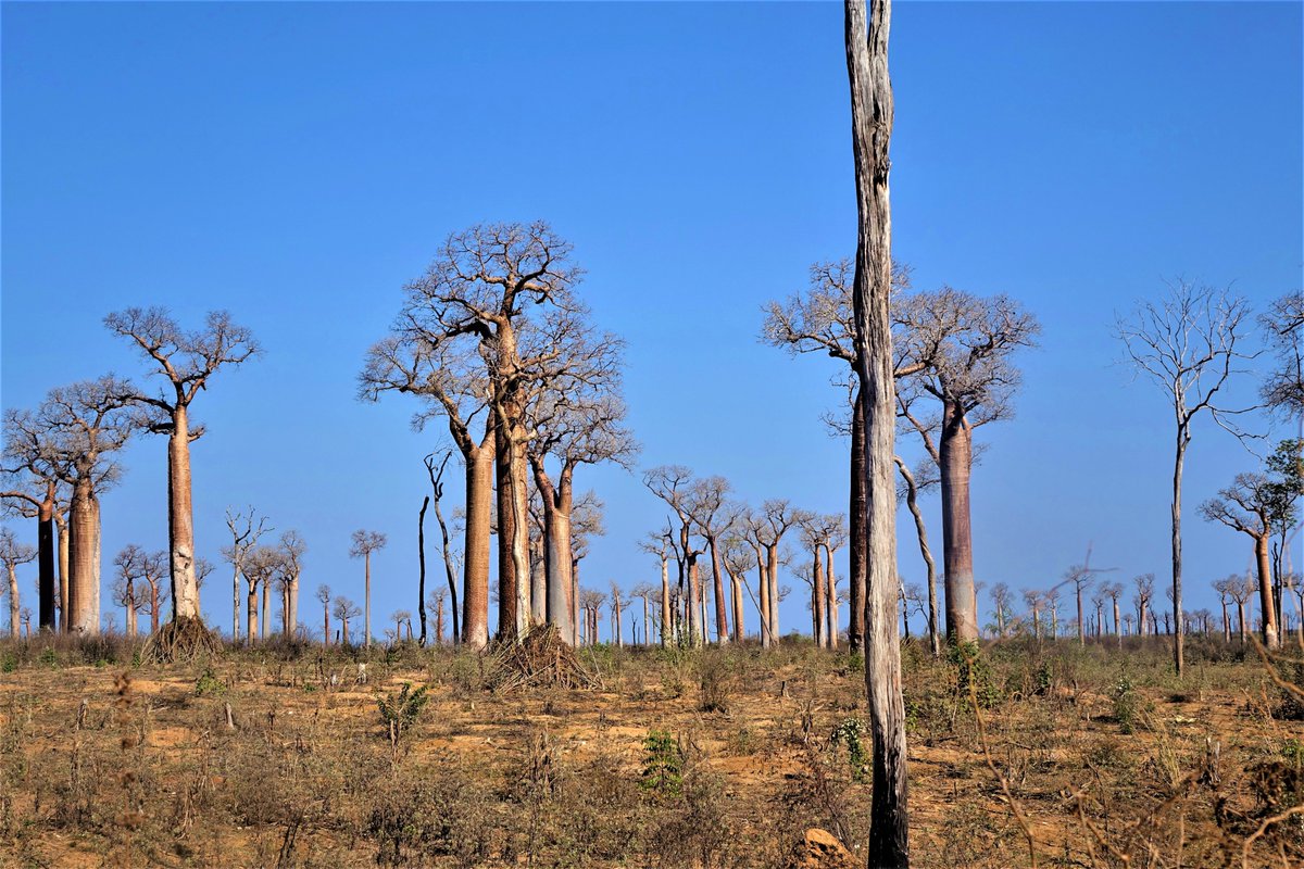 Jayah_Jacket's tweet photo. Adansonia sp #Malvales #Malvaceae, rest of the forest after the succession of several pressures #Menabe_Antimena_Area_Protected #Menabe_Region #Madagascar @TeamKMCC https://t.co/rF314lvNqu