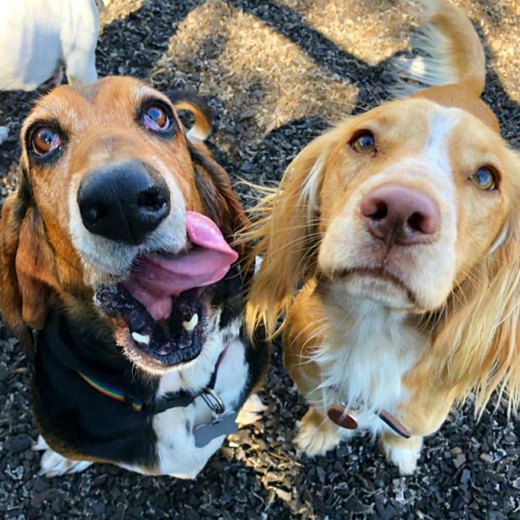RosieDogDaycare's tweet photo. Daycare gang doing their best #tongueouttuesday👅🐶 ... how do you think they've done? 🐶❤
#rosiesplace #dogdaycare #dogwalking #petservices #gosforth #newcastle #dogs #tonguesout #tuesday #tongueouttuesday #happydogs #tuesdaydogs #tuesdaysilliness #itsadogslife #dogdaycarelife https://t.co/BkgJvpK5JP