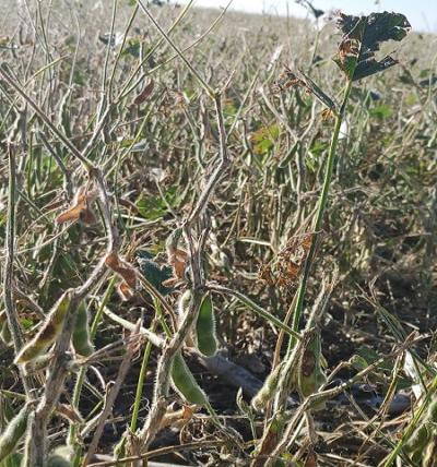 ISU ANR Extension tweet media