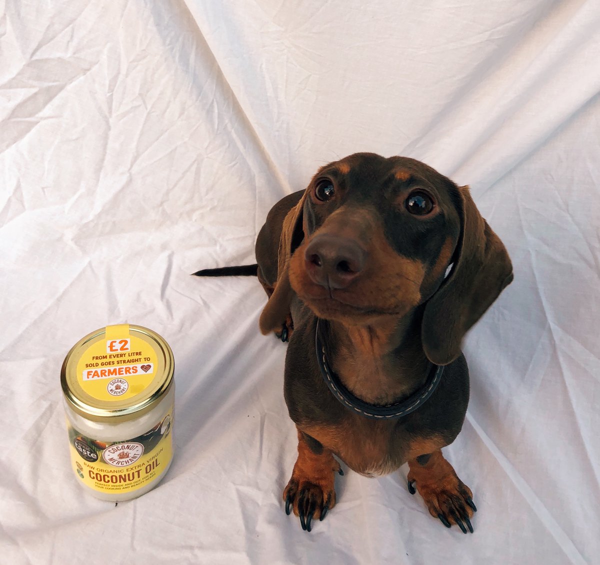 Sweet little puppy eyes stopping by your timeline just to remind you that for every litre of coconut oil sold, £2 goes straight to the farmer... HOW COULD YOU SAY NO TO THESE EYES? 

And yes, we know, our marketing team has some evil tactics under their sleeves 👀