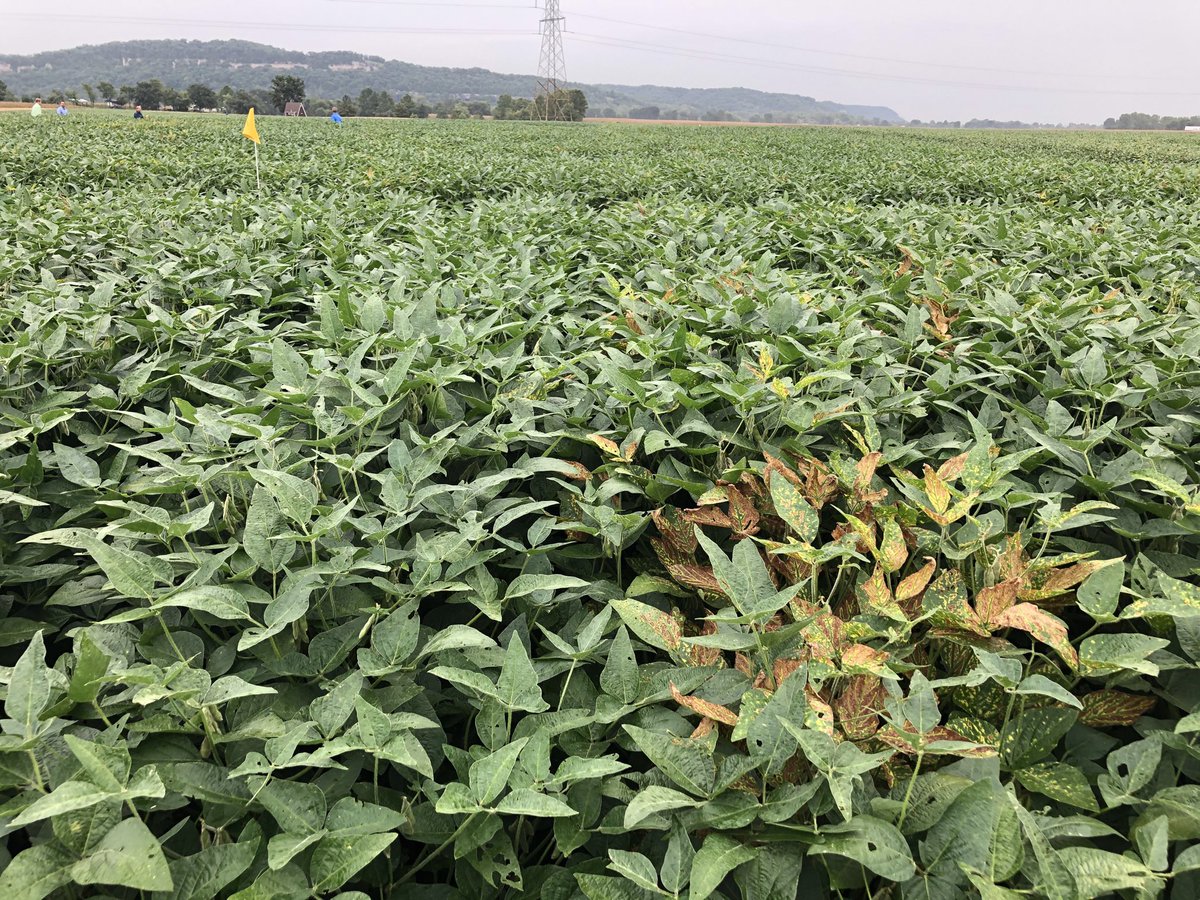 With ⁦<a href="/mubnorton/">Brian Norton</a>⁩ Comparing #CruiserMaxxVibrance + #Saltro (left) to #CruiserMaxxVibrance alone (right). What a difference!