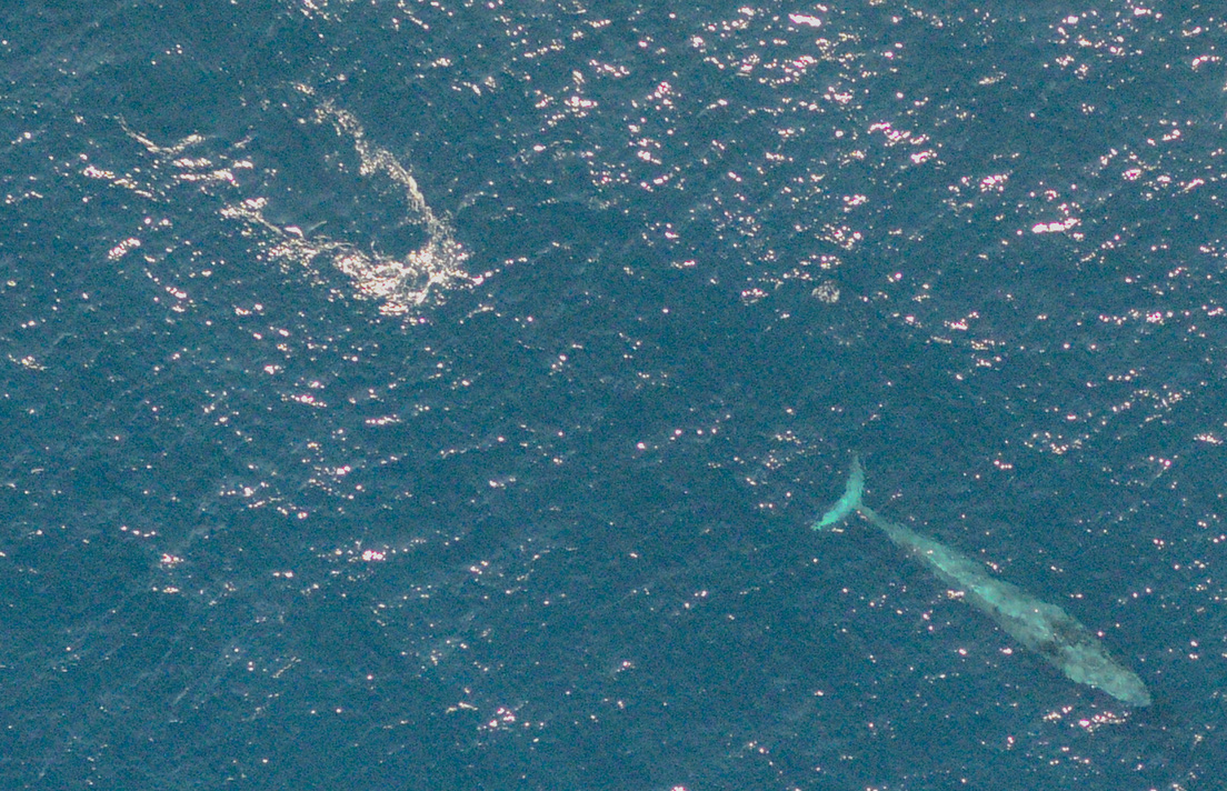 Our Otter team flew over an adult blue whale yesterday. Such large creatures - even from 800 feet overhead