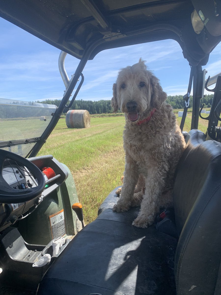 aff_je's tweet photo. Co-pilot for the day 🐶🐶 https://t.co/dNt77xo7zf