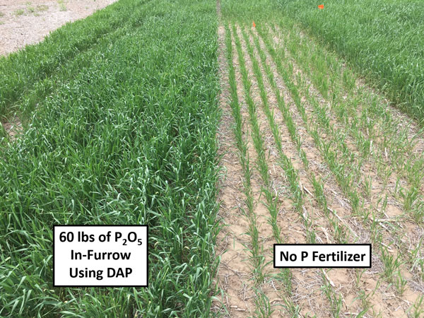 In-furrow #phosphorus fertilizers for wheat can be a very effective place-time for part or all the P needs. Wheat typically show a significant increase in fall tillers and better root development with banded P particularly in low P testing soils 

eupdate.agronomy.ksu.edu/article_new/in…
