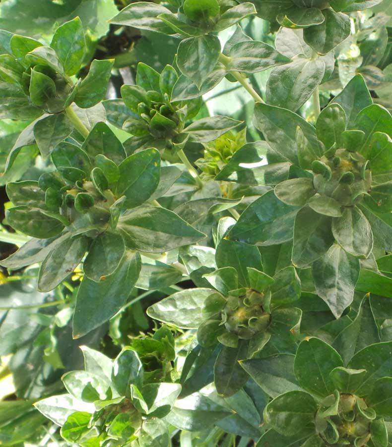 Can u tell the name of this plant? #plantid #whatplantisthis #botany #plantidentify #gardening #plant #idplant #taxonomy #mysteryplants  #plantpeople #Gardening #plants #urbanfarming #horticulture #plantidentification <a href="/WhatPlantIsThis/">PlantID Bot</a> @plantsnap <a href="/ThePlantMan4/">ThePlantMan</a> @KewScience