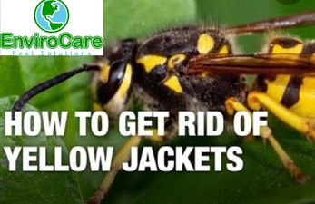 EnviroCare's tweet photo. Yellowjackets are at their pestiest from now to fall. They are aggressive in gathering food and are more likely to sting during this time. Their food interests switch from proteins to sweets. #yellowjacketssolutionincolumbusohio #yellowjacketsseason #yellowjacketsincolumbusohio https://t.co/n37vpHizYu