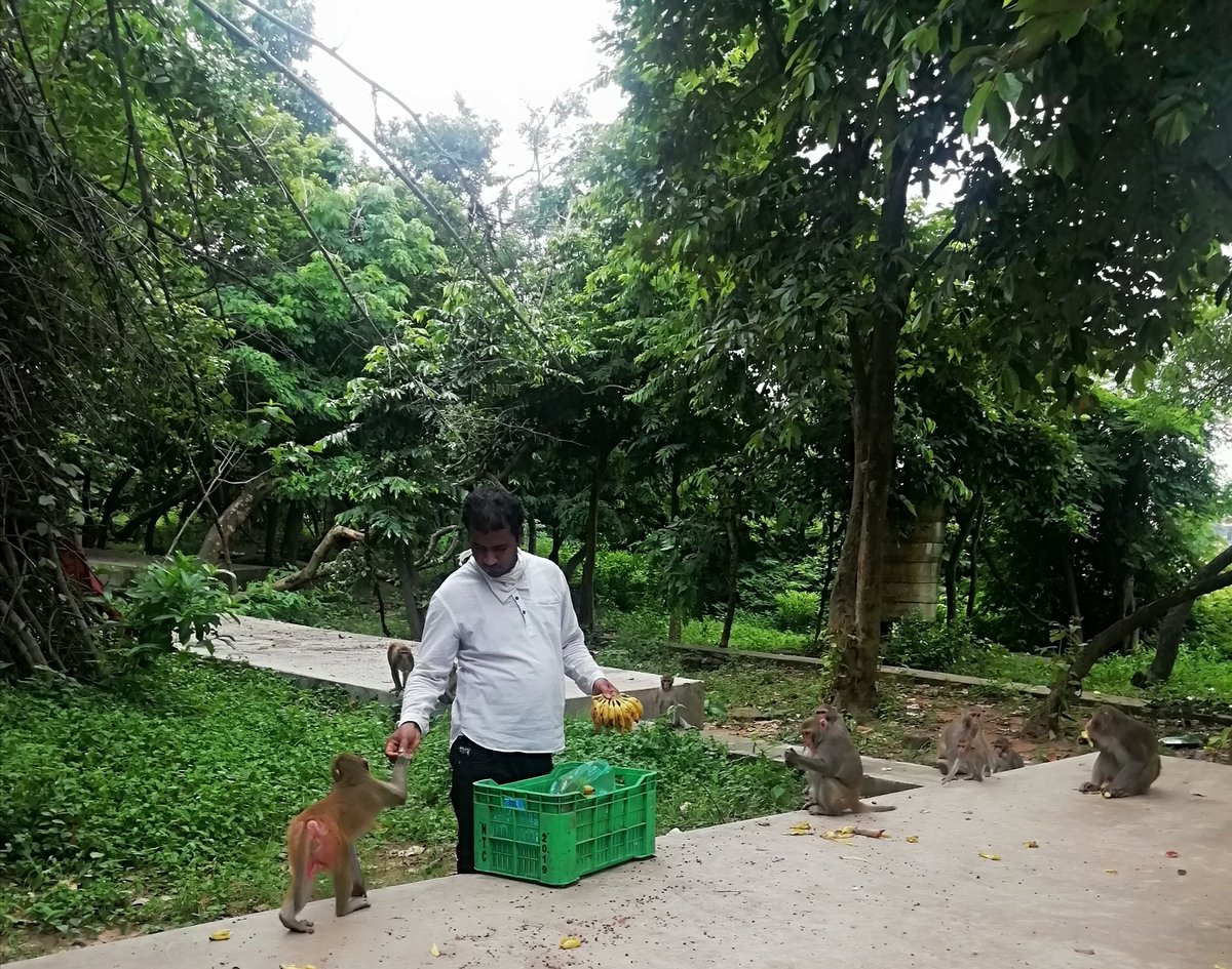 ArtofAid2's tweet photo. Feeding the abandoned cow's, monkey's and dogs at Sikharchandi Bhubaneswar.
01/09/2020 https://t.co/jDxvud0BHn