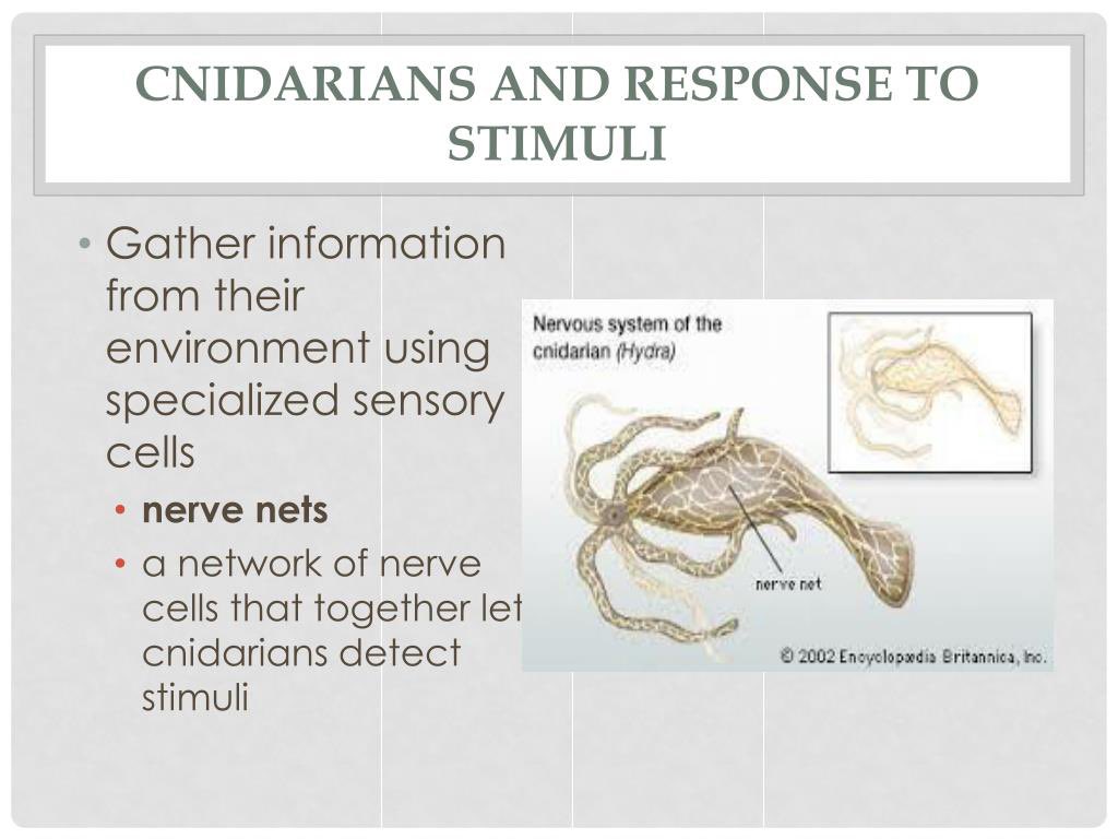 Humans (and our brains) are descended from an evolutionary lineage. The earliest and most basic nervous systems probably consisted of small nets of neurons. We can still see these today in sea creatures called cnidarians (jellyfish, basically).