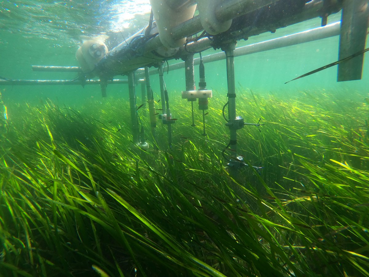 First @pu_cprg large UK field trip of the year on St. Martin's (Isles of Scilly). Careful placement of our instruments in the amazing sea grass meadows surrounded by an array of extra sensors throughout the bay