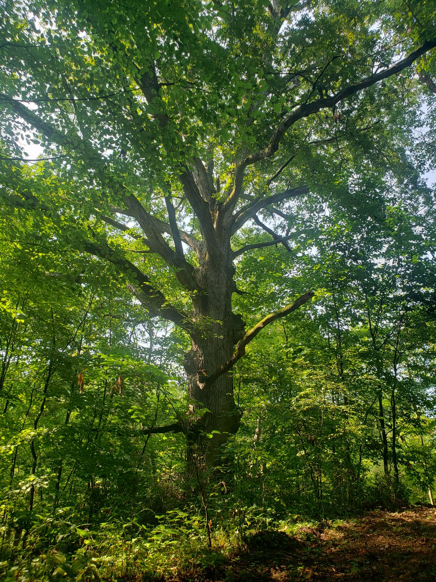 Skyview Ranch tweet media