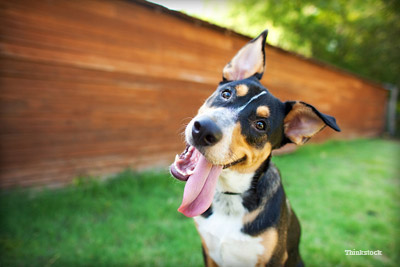APPAtweets's tweet image. Do you give your dog ‘brain exercises’? Without environmental and mental stimulation, bored dogs may develop behavioral problems as a result. Try out these ways to challenge your dog’s mind! #ResponsibleDogOwnershipMonth bit.ly/2LemN7e