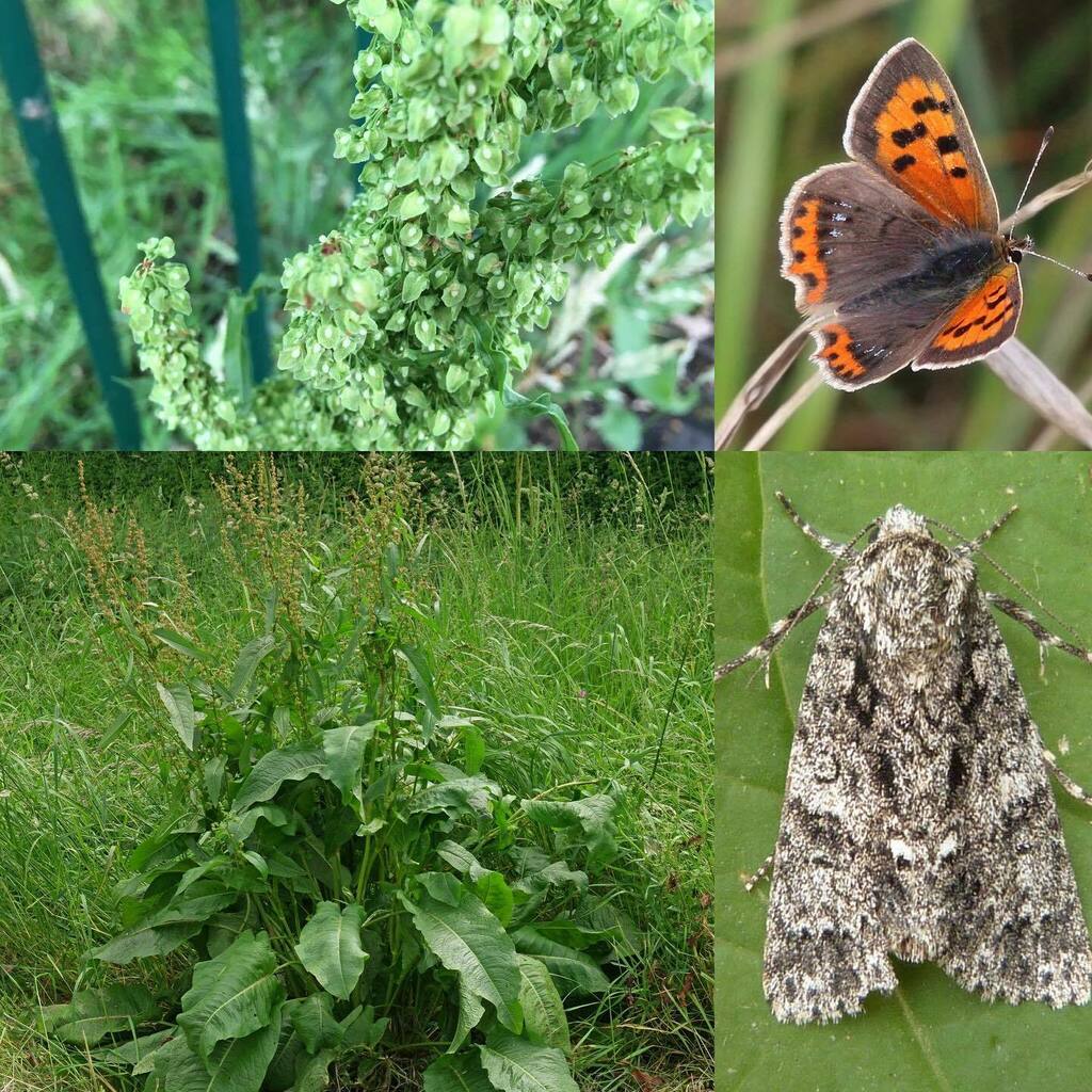 Day 29: Broad-leaved Dock (Rumex obtusifolius) #SeymourParkOT #nationalmeadowsday

# Commonly known as bitter dock, bluntleaf dock, dock leaf or butter dock, is a perennial plant native to Europe, but is found on all temperate continents. 

# Tall up to … instagr.am/p/CEmkVBtgneP/