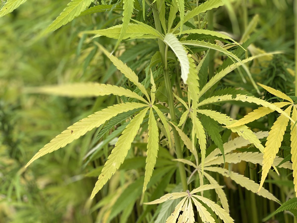 Colin McMaster tweet media