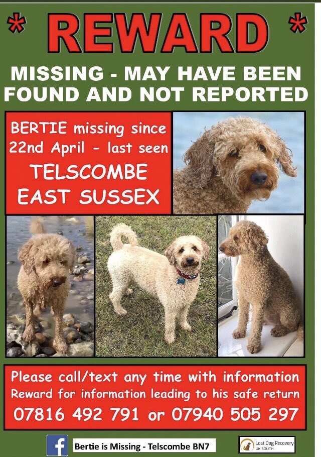 Please help retweet #FindBertie , all over the Country dogs are been stolen & many owners are devastated. Bertie has been gone 4 months. Someone is taking these dogs. It needs to Stop. @bertie_is #pettheftcrisis #Dogsarefamily #GMB #ThisMorning #PetTheftReform 🙏