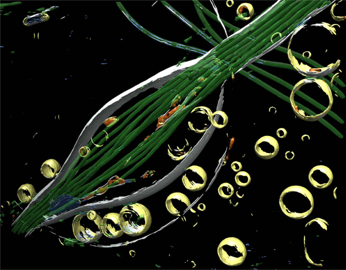 erwright73's tweet photo. Love cellular #cryoET segmentations! Here's one from @jykim35 using #EMAN2. Part of a #neuron, look at those #microtubules! https://t.co/beH7PtXRZp