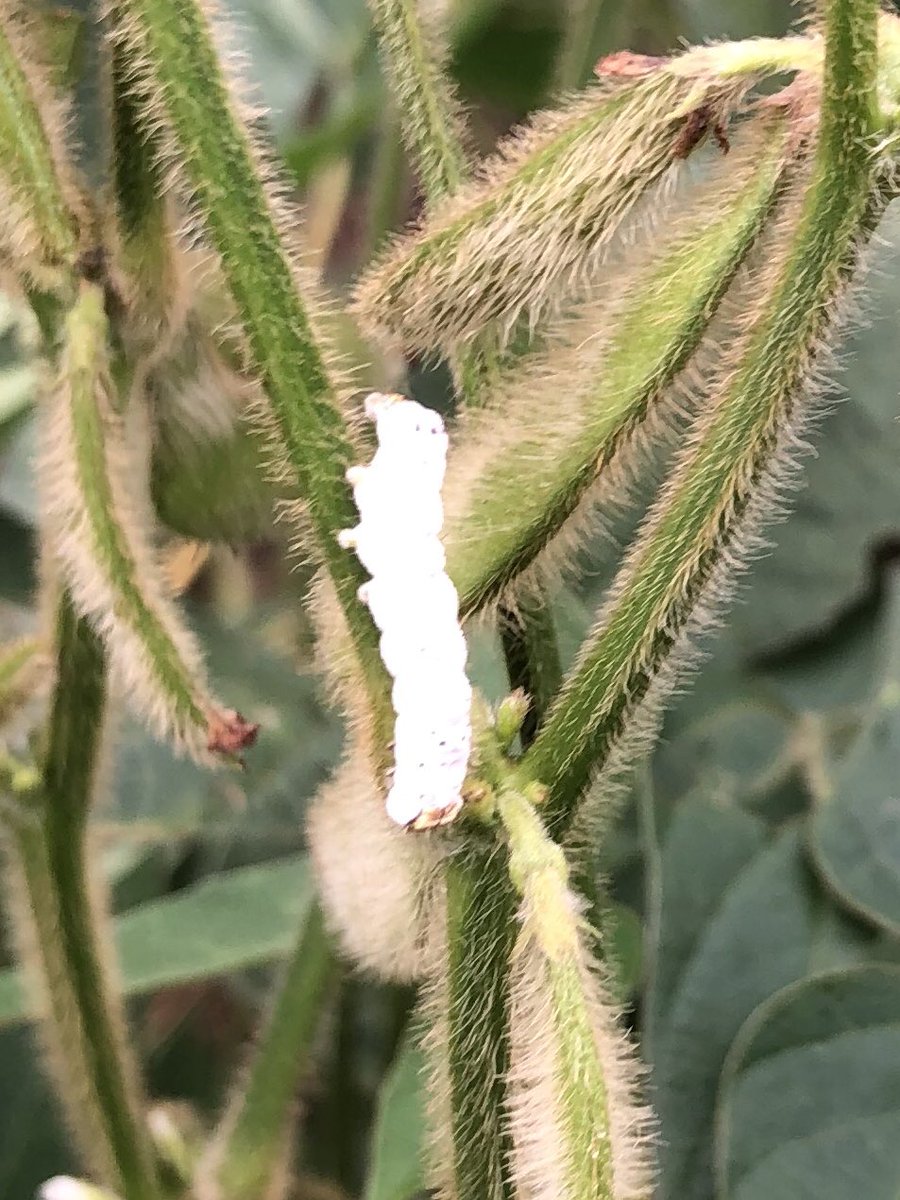 Gus Lorenz tweet media