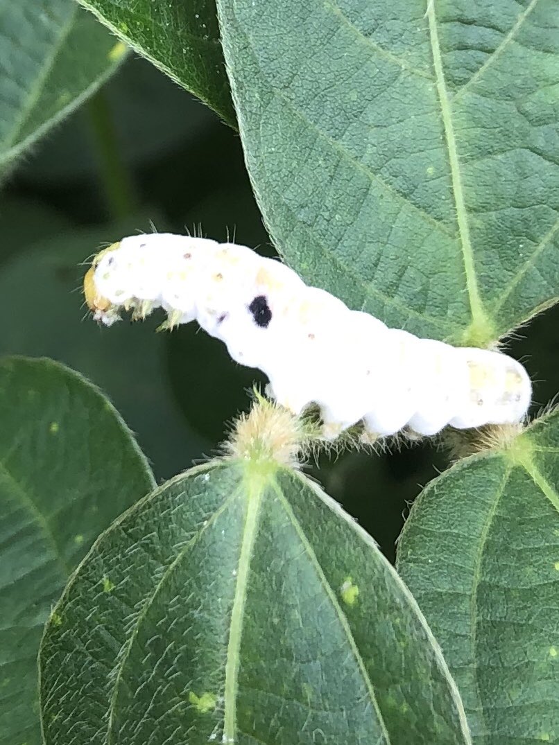 Gus Lorenz tweet media