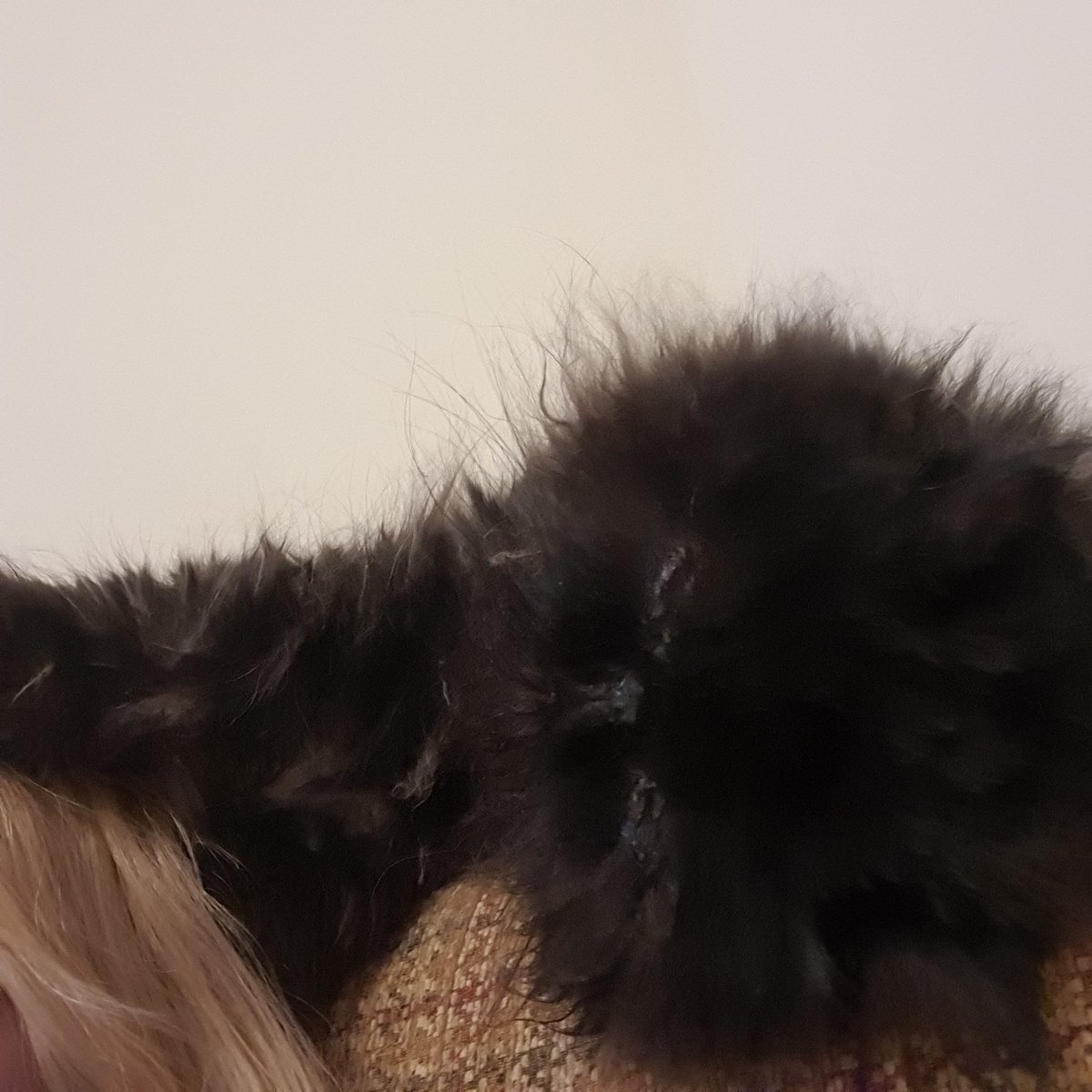 DianeFerrier3's tweet photo. A little head message for mum xx https://t.co/gGyM6IFavf