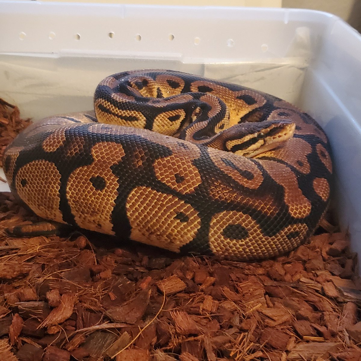 PythonsGaloreTX's tweet image. Give em up girl!
#xenawarriorprincess #pastelballpython #eggspecting #ballpython #ballpythonsofinstagram #ballpythonmorphs #snakes #snakesofinstagram