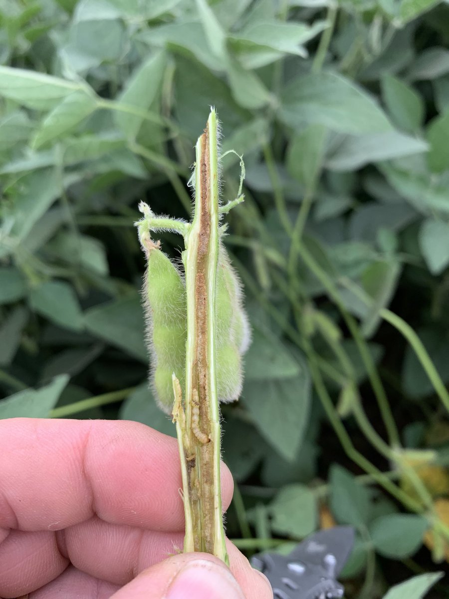 Found a field that was loaded with Dectes Stem Borer today in Clay County. 2020 just keeps on giving!