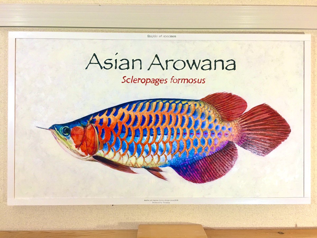 過去作品 4月オーダー制作 アロワナ キャンバスに油彩 魚も描きます 多加久 アートルゴッサ 両爬虫 のイラスト