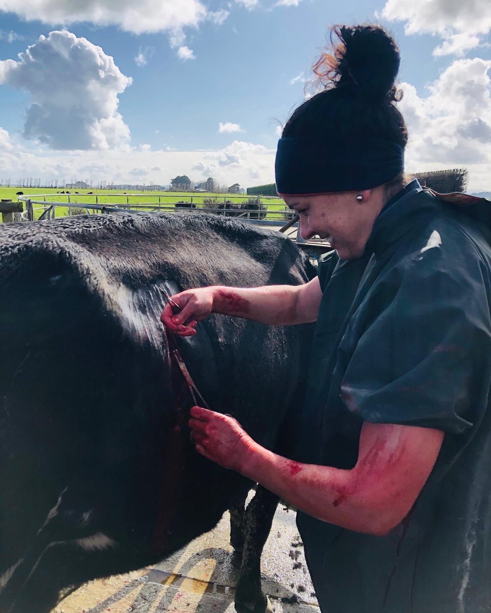 Two approaches to LDA surgery....yesterday, Sunni operated on 2 cows at the one farm. Sunni’s approach is cow standing; right flank; enjoying her work; big grin.....1/....