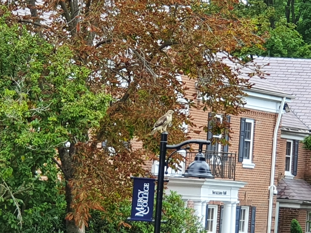 TimothyLHall's tweet photo. Waiting for students.  Me and the hawk (on the light pole).  #mercycollege #mercymavericks #mavericks https://t.co/6w3kqpwAgV