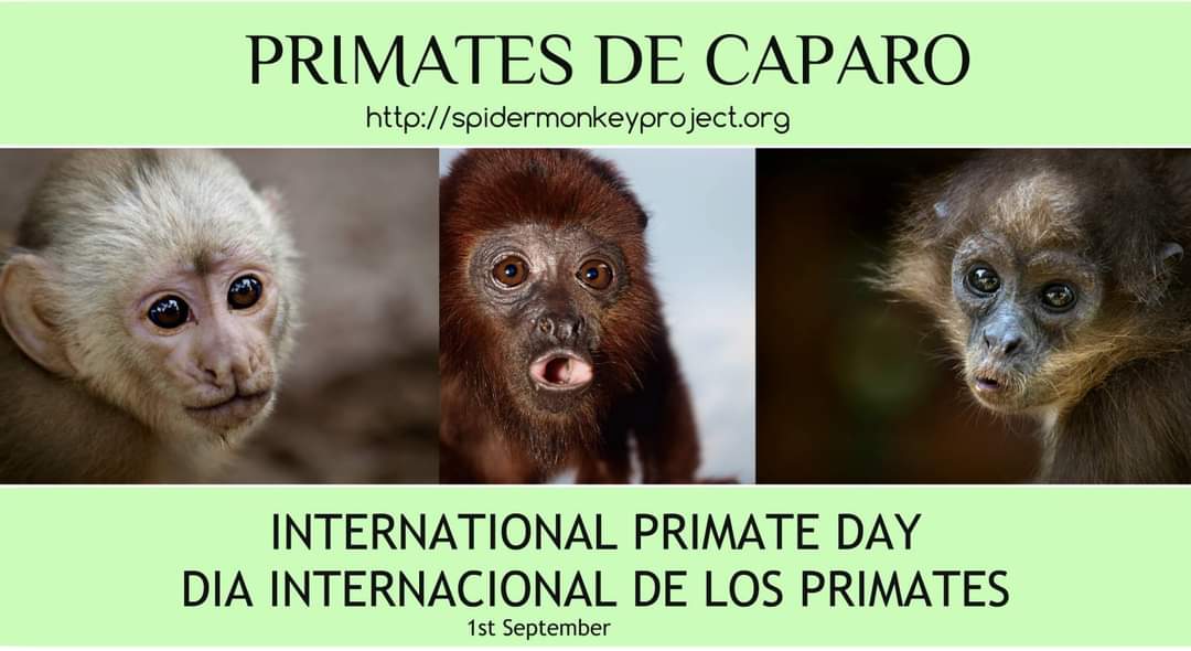 Proyecto Mono Araña tweet media