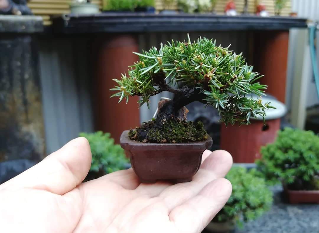 bonsaimente's tweet photo. El arte al alcance de tus dedos. Pero maravilloso trabajo de Kei Misaki.

Siguelo y disfruta de sus trabajo en su cuenta de Instagram @kei_misaki32
.
#Bonsai #盆栽 #บอนไซ  #분재 #бонсай #盆景 #Penjing #Bonsaï #Pine https://t.co/5wjuIaUiEx