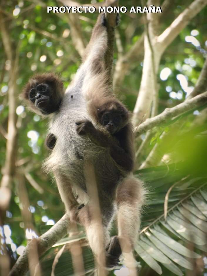 Proyecto Mono Araña tweet media