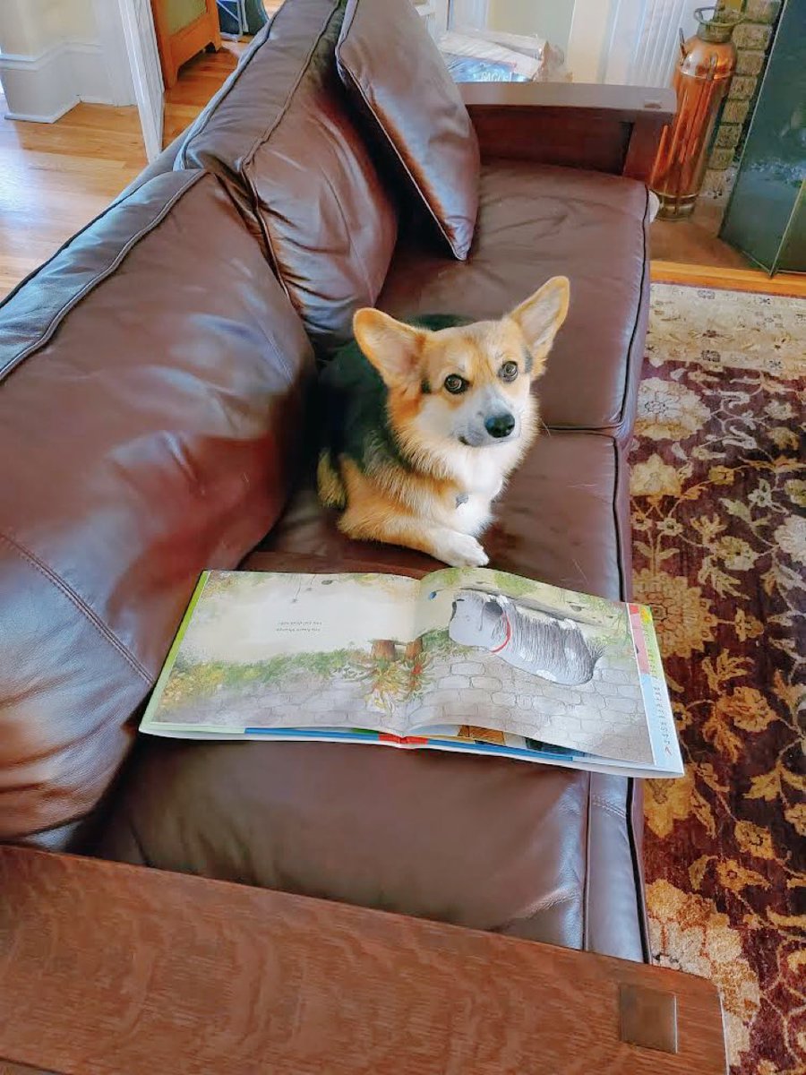 LevineQuerido's tweet photo. The dogs of #LQ are showing off their new favorite book, #ThisOldDog! 🐶🐕🐩💕 #LevineQuerido #LQLaunch2020 https://t.co/61O4YB7E7c