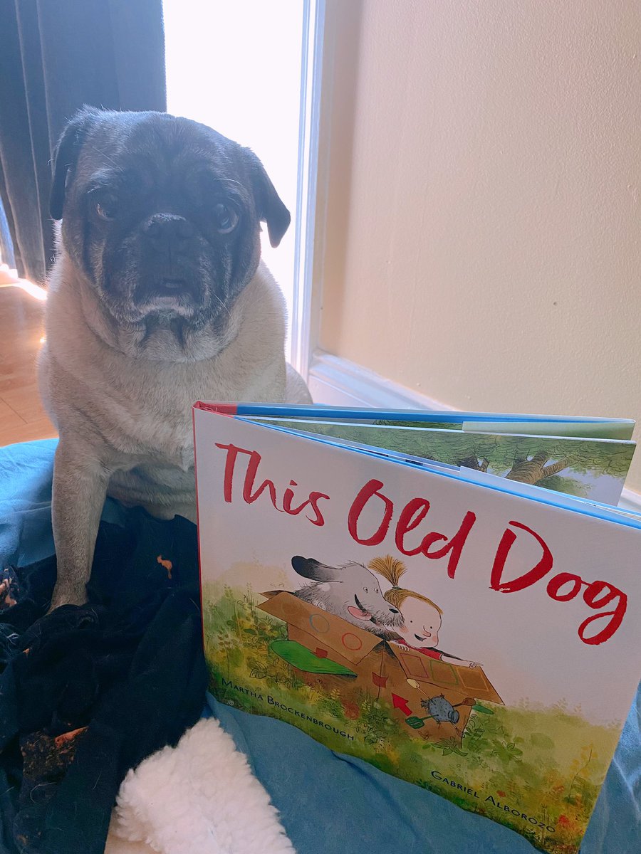 LevineQuerido's tweet photo. The dogs of #LQ are showing off their new favorite book, #ThisOldDog! 🐶🐕🐩💕 #LevineQuerido #LQLaunch2020 https://t.co/61O4YB7E7c