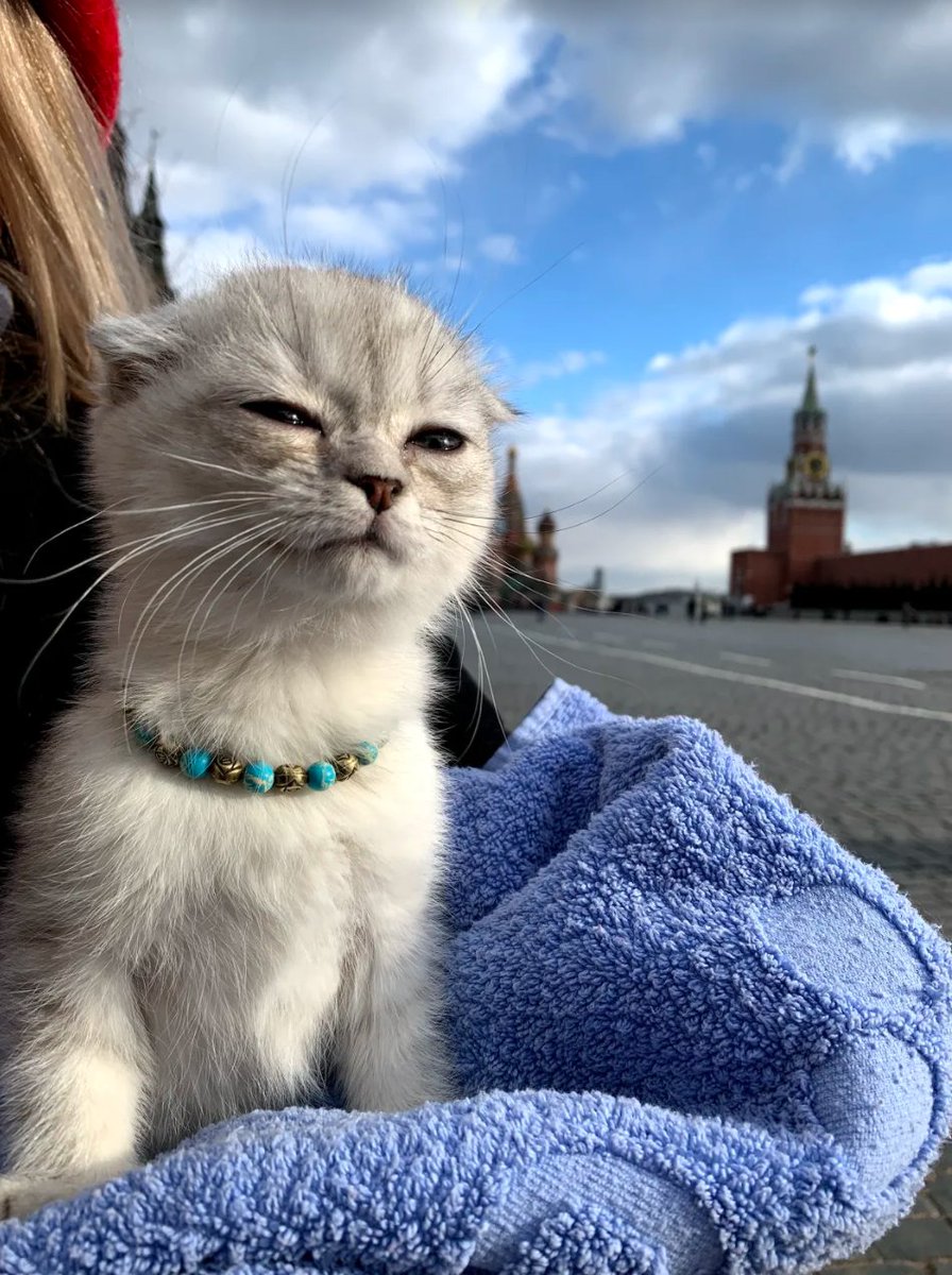 Meowed's tweet photo. From Luna__kisa | IG

There such a lot of world to see 

#meowed #meowedofficial https://t.co/hRPPUfJgCi
