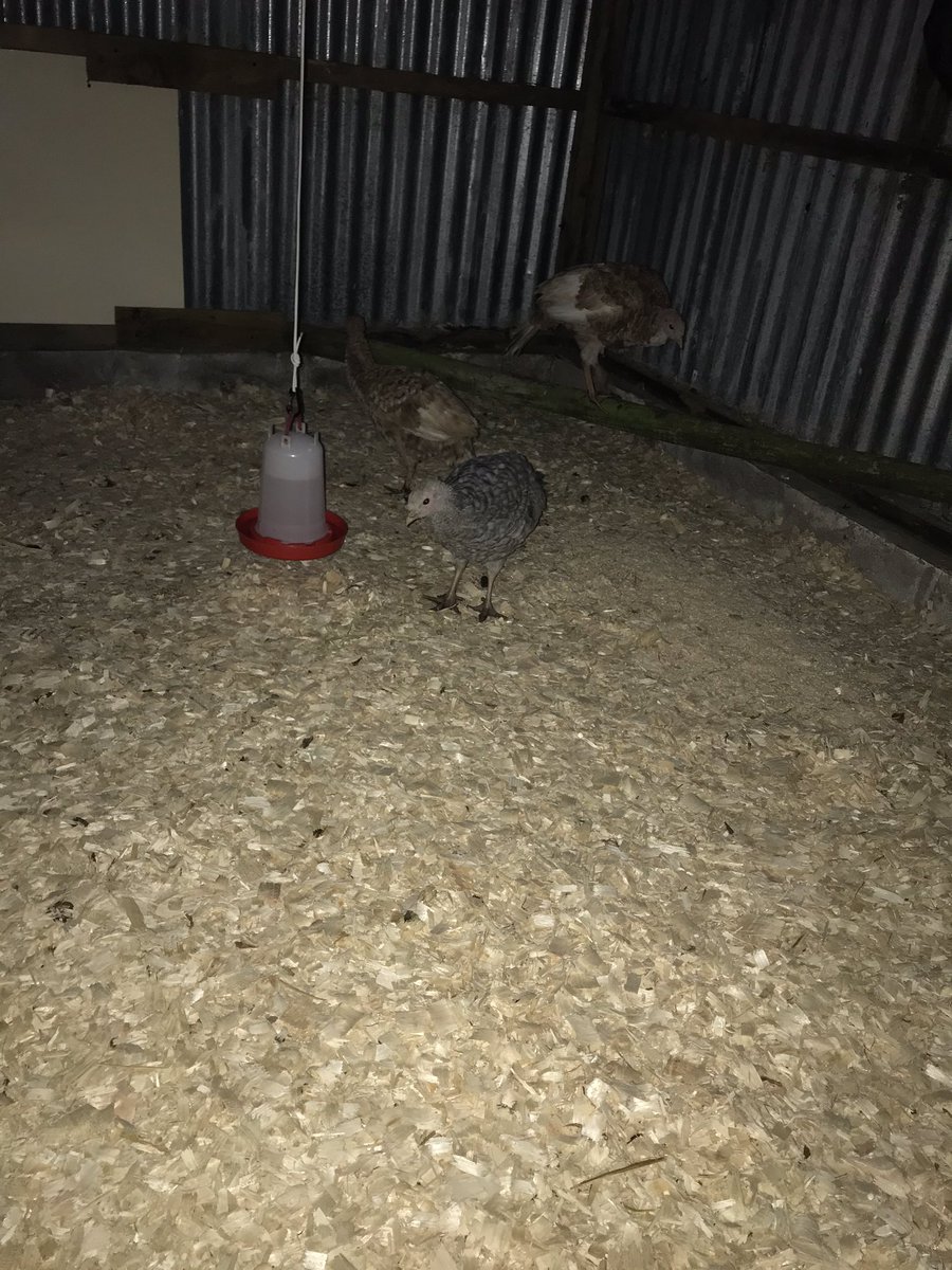 devon_hens's tweet image. Turkey bed time 🦃