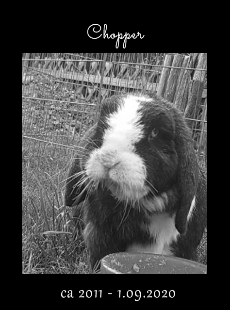 "My heart has joined the Thousand, for my friend stopped running today."
we fought many months... but today the black rabbit released my friend from his pain.
I will miss you my dear grumpy big guy.
( I will be offline for a few days)