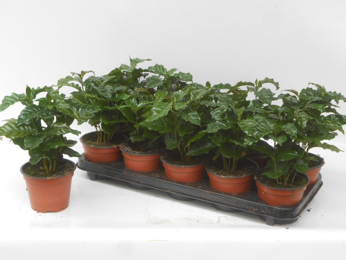 JongPlant's tweet photo. morgen weer mooie Coffea Arabica in p12 te koop bij @plantion !! https://t.co/KjWzwIv97u