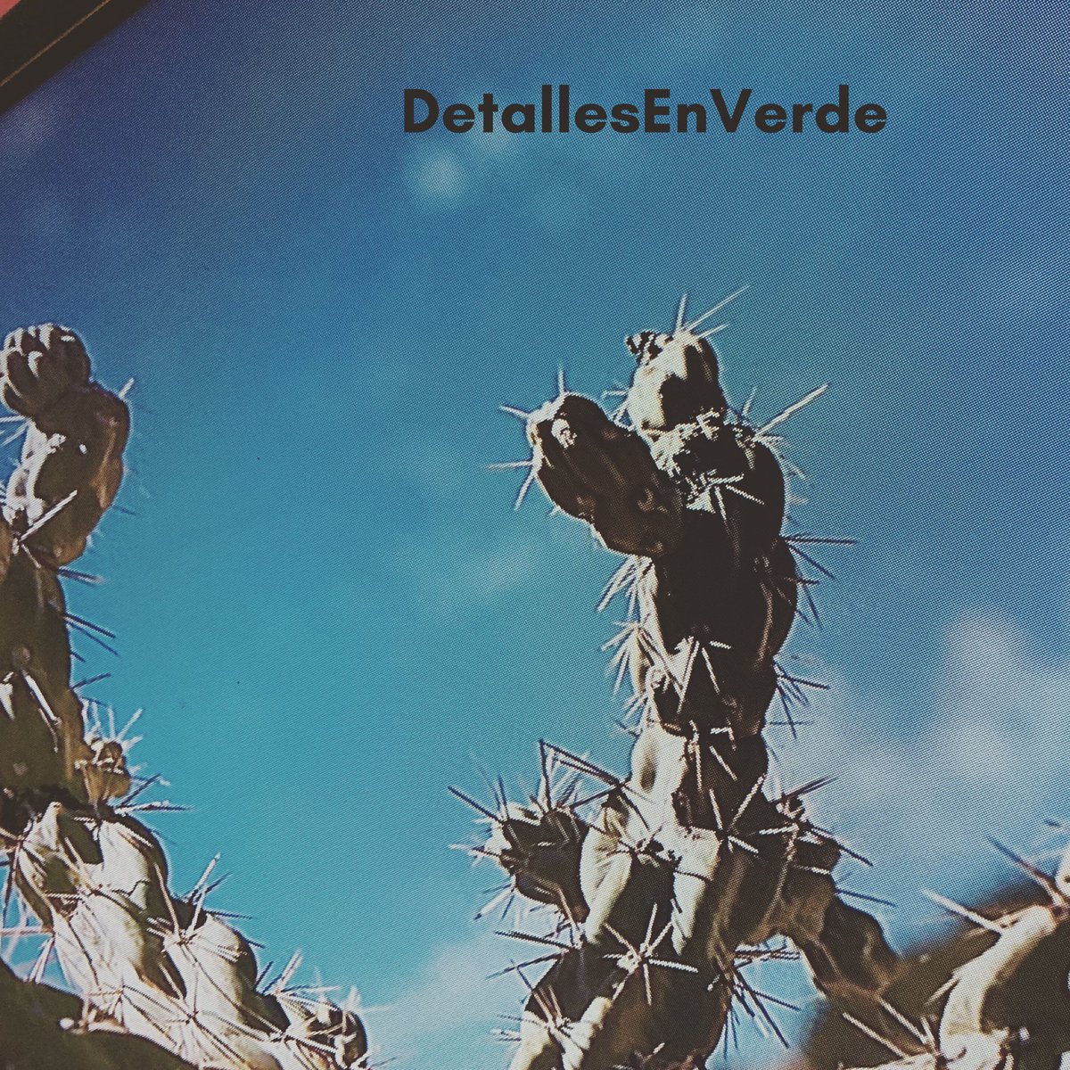 detallesenverde's tweet photo. Rayando el sol ☀️ 🌵 

#detallesenverde
..
...
....
.......
#cactusflower #cactus🌵 #cactustattoo #cactusjack #cactusmania #cactusymas #cactusysuculentas #suculenta #suculentas🌱 #cactosesuculentas #cetaceans #jardines #jardineria #planta #cactuscares🌵 https://t.co/eB94sbTLnA