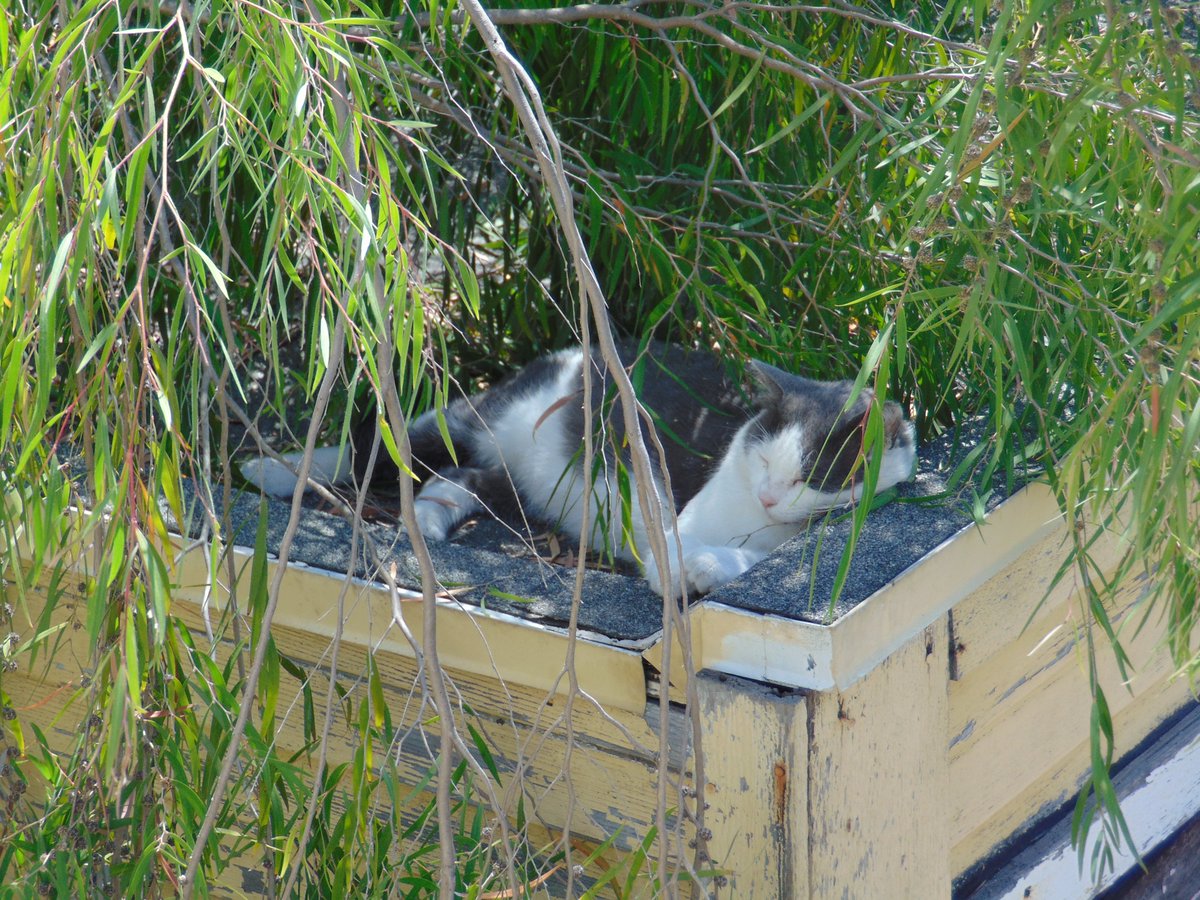Getting warmer these days. I definitely see the appeal of sleeping on the garage rooftop oasis next door. Plenty of shade and breeze for Earl Grey this afternoon.