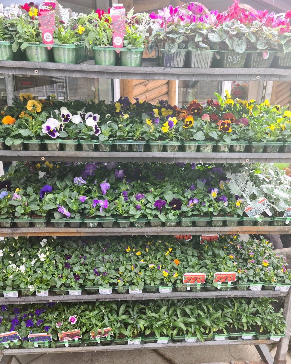 gillian070272's tweet photo. #Autumniscoming It certainly feels like Autumn. We supply our local Post Office with Autumn/Winter bedding plants. #localbusinessesworkingtogether. https://t.co/QCFgOQxPHJ