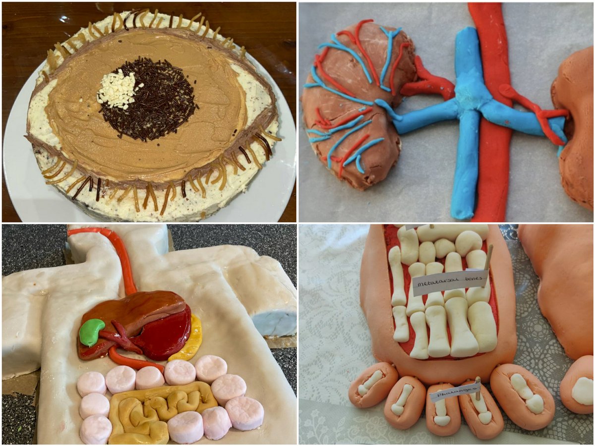 HGS_Sci's tweet photo. Some amazing baked goods for the @physoc #biobakes competition this year! https://t.co/xuDHlBR8Hi