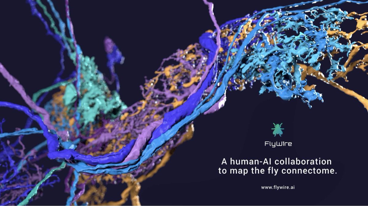 Murthy Lab (@murthylab) on Twitter photo Drosophila neuroscientists, join the new community at FlyWire.ai to trace your brain circuits! Together with <a href="/SebastianSeung/">Sebastian Seung</a> and the amazing FlyWire research team, we segmented all the cells in a whole-brain EM stack by AI. 1/n Drosophila neuroscientists, join the new community at FlyWire.ai to trace your brain circuits! Together with <a href="/SebastianSeung/">Sebastian Seung</a> and the amazing FlyWire research team, we segmented all the cells in a whole-brain EM stack by AI. 1/n