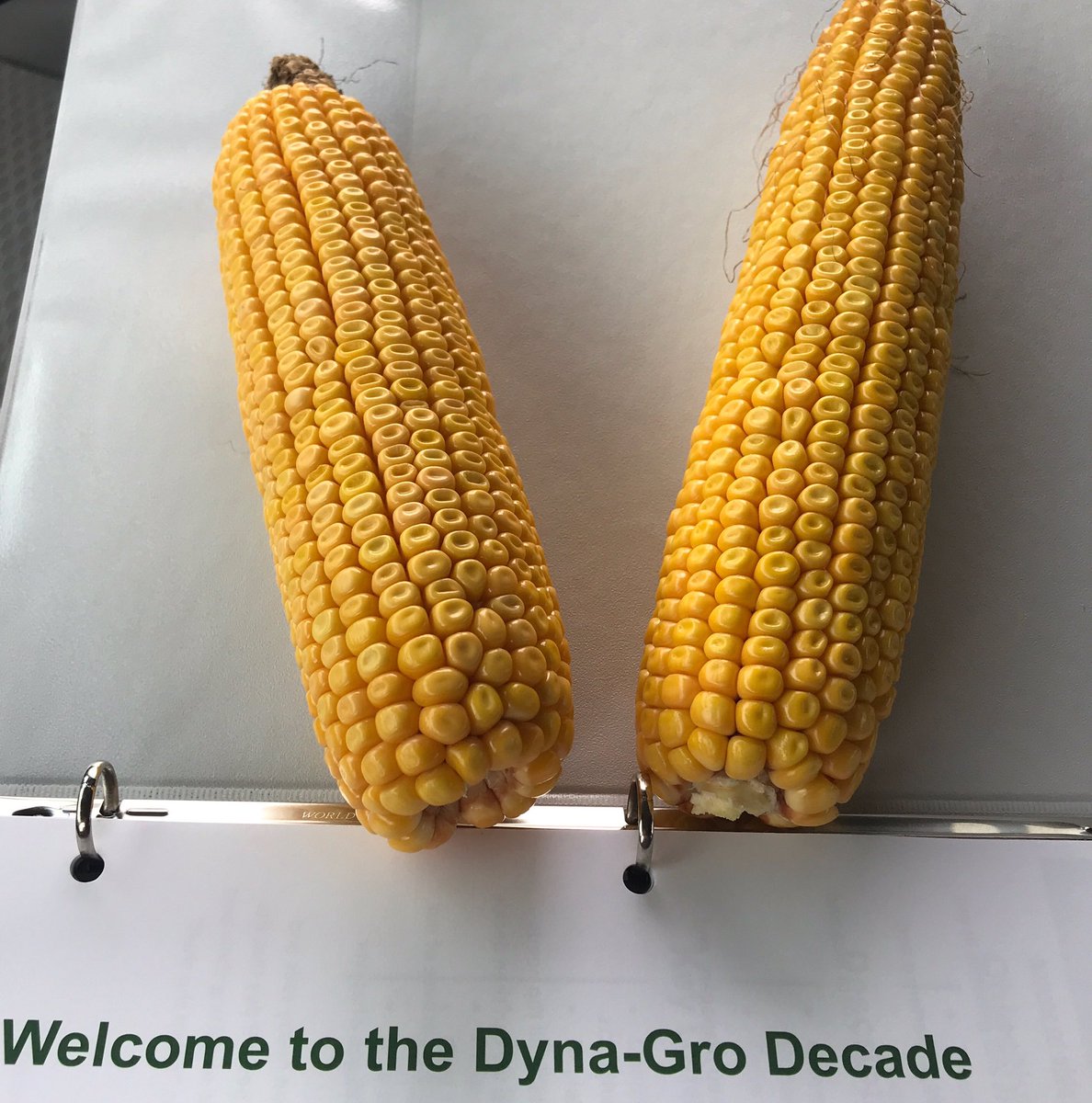Leading off with D40VC41 and D37VC64, #dynagroseed is at home on any acre. Welcome to the #dynagrodecade!